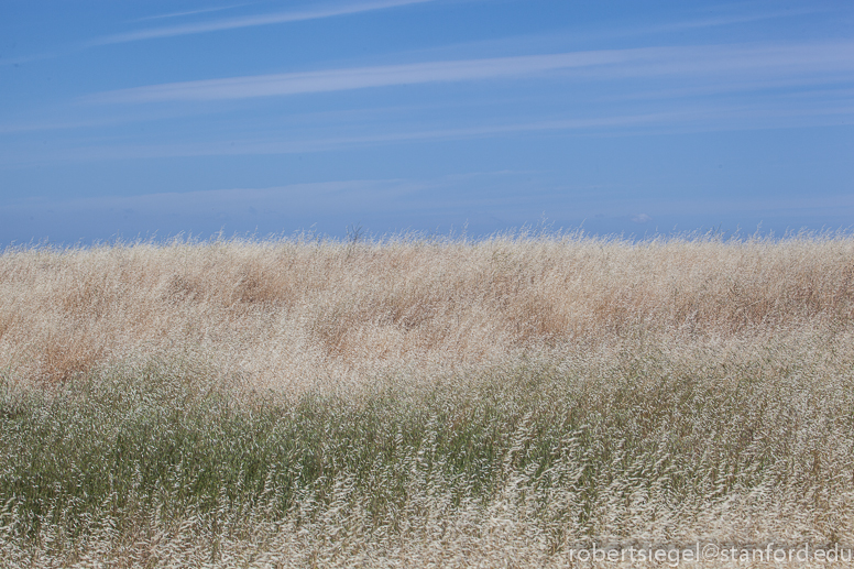 oat fields